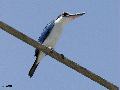 Collared Kingfisher
